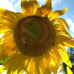 Meet your Posher, Rose